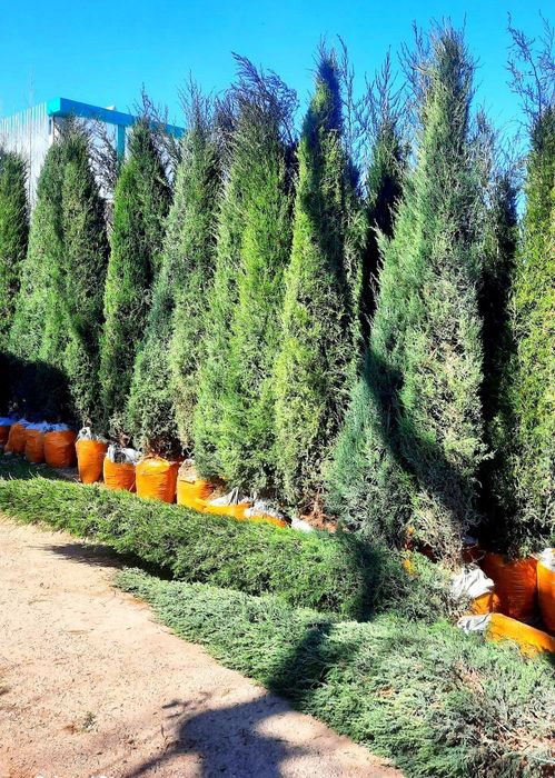 Туркиядан келтирилган аризониски кипарис Узмизада йетиштирилган арча