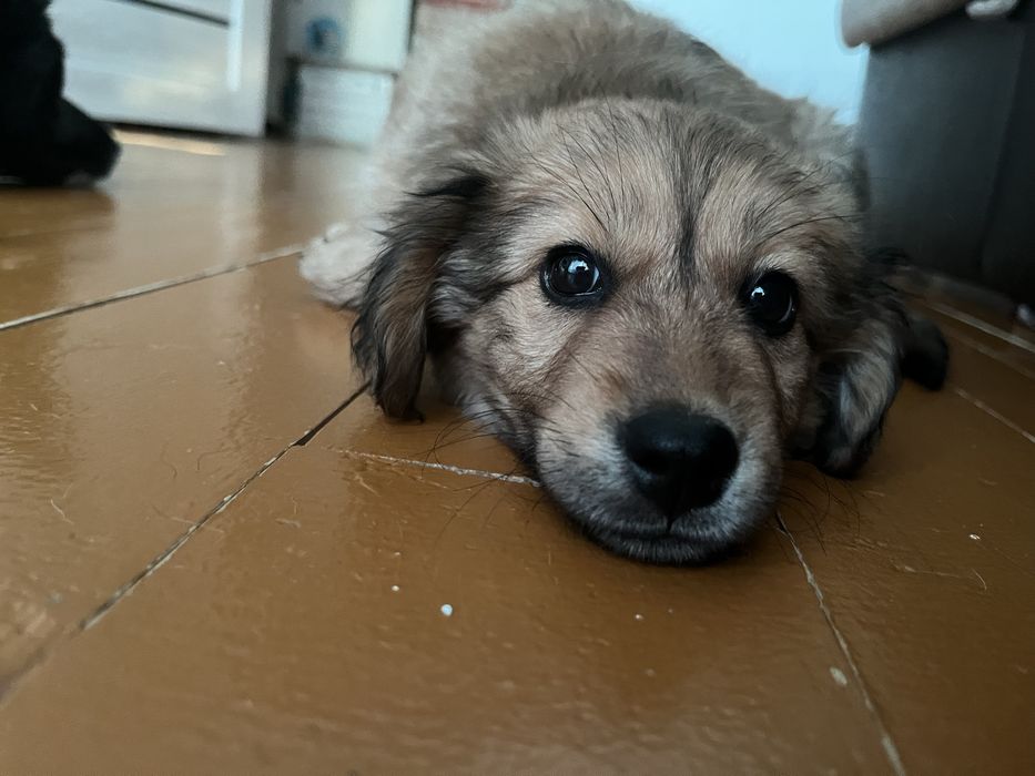 Отдам щенка в добрые руки.