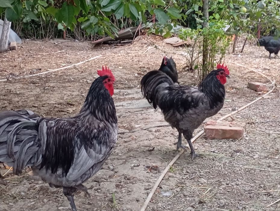 Cocosi de vânzare