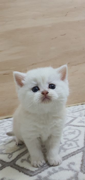 Britanskiy skotish strayd