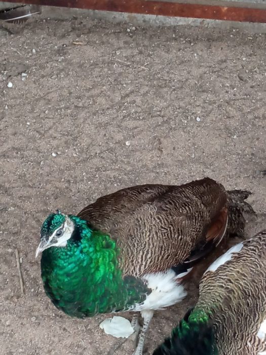 Павлин девочка   .