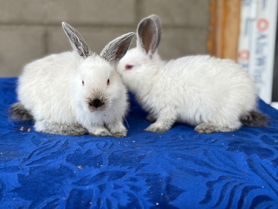 Quyon bolasi,Kaliforniy Quyonlari Savdosi Namangan! Quyon bolasi