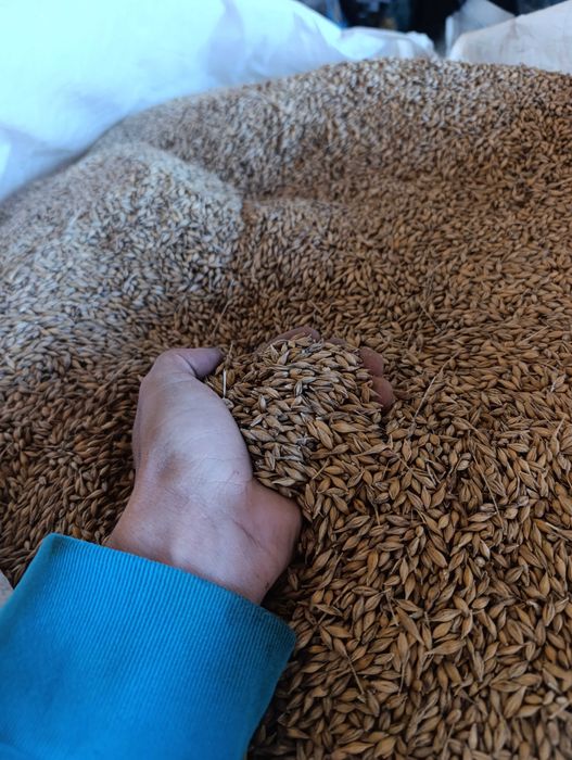 Vând Orz producție 2025