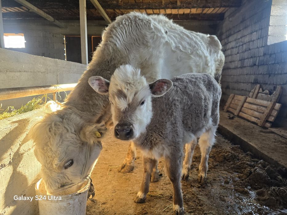 Аулекол сиыр бузауымен