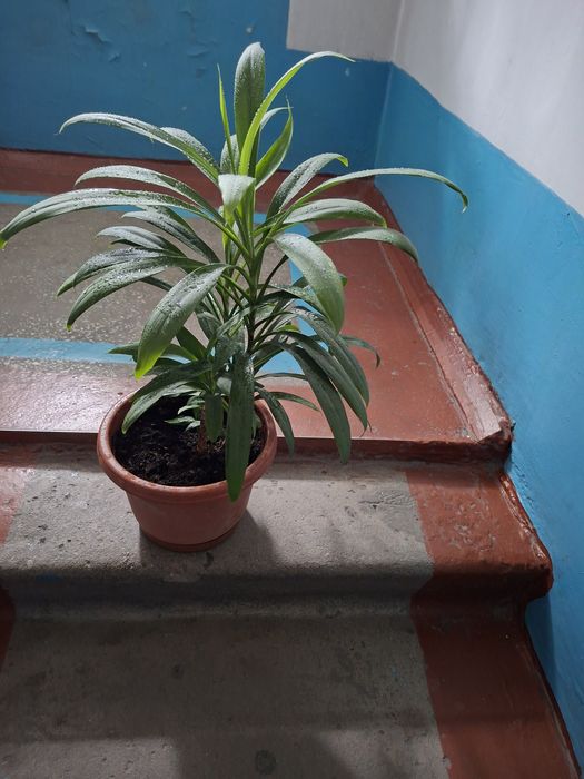 Продам пальму Юкка домашняя