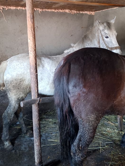 Mînză iapa și căruță