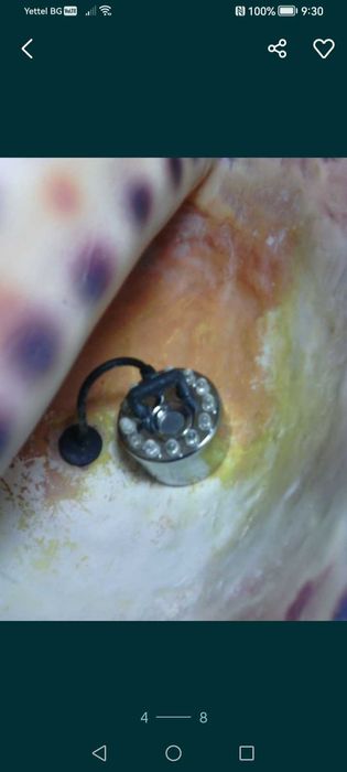 Раковина естествена