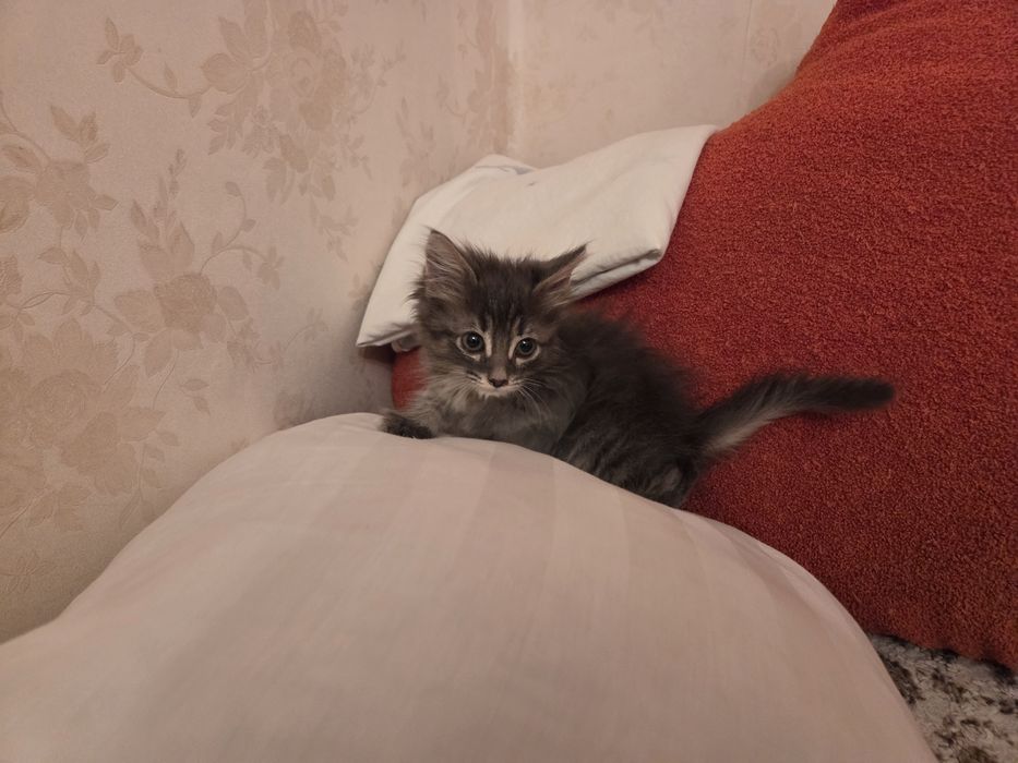 Котёнок бесплатно.