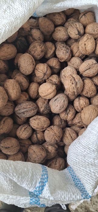 Vând nuci  de anul asta am 20 de saci