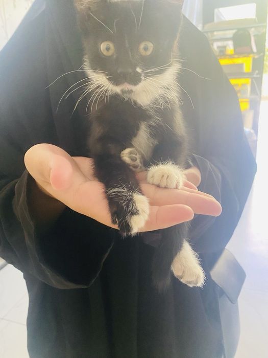 Котик в подарок бесплатно