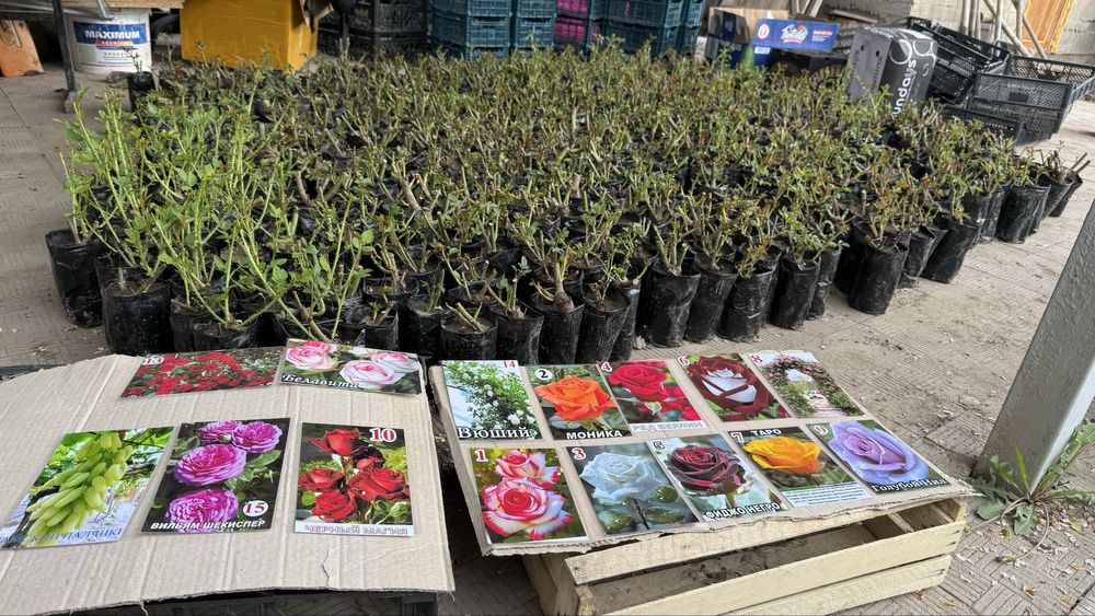 Саженцы розы , розы