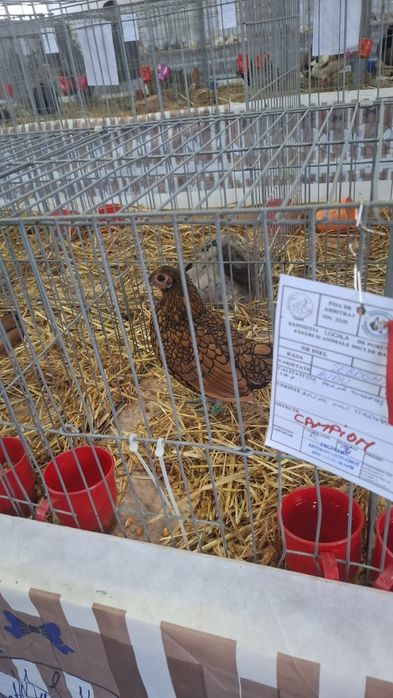 Oua sebright auriu, argintiu