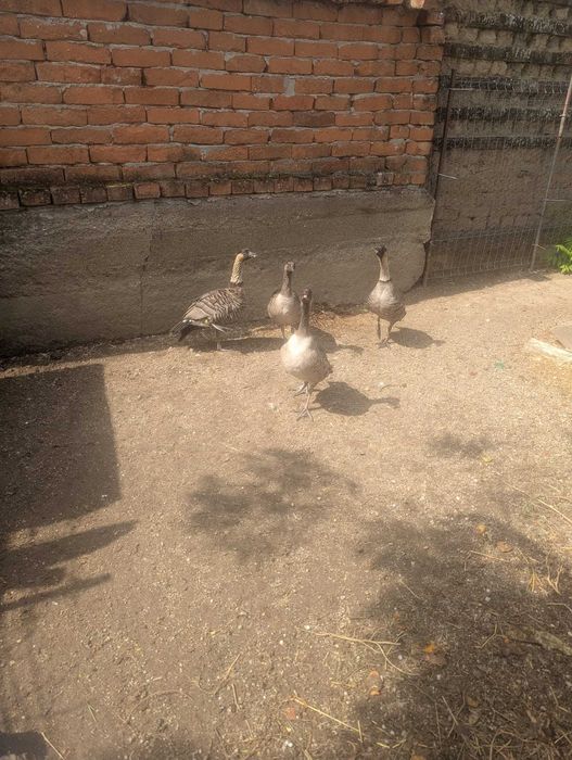 Vand gaste hawaiene (Branta sandvicensis)