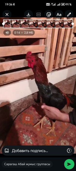 Цыплята боеццовские, дакан шоже