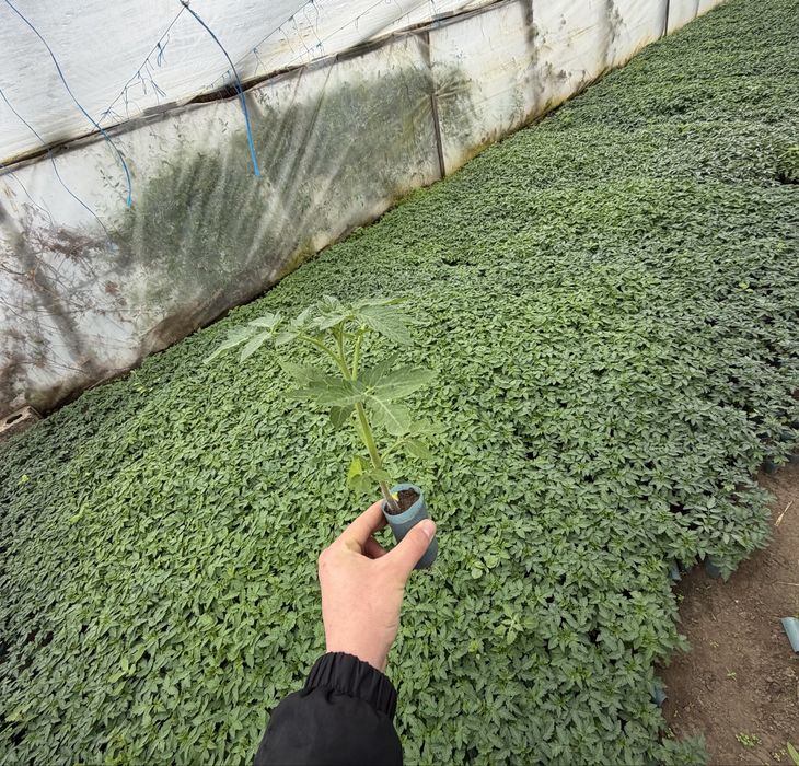 Rasaduri  de vanzare