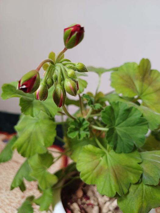 Герань.  Бөлме гүлі герань