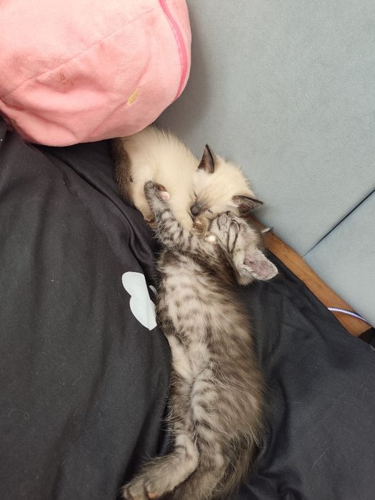 Отдам котят в добрые руки