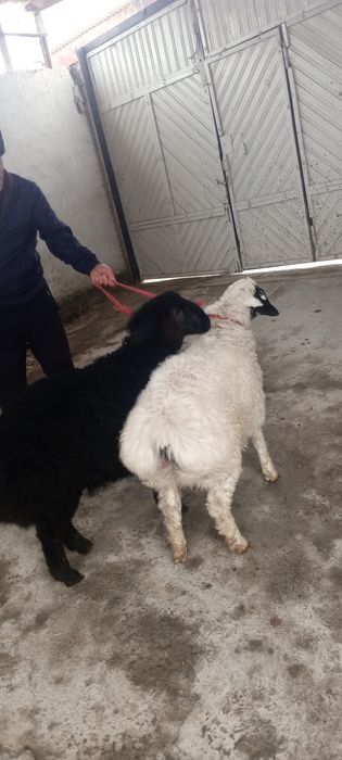 2 ta qirgʻizton qazoqi qoʻchqor barralar sotiladi