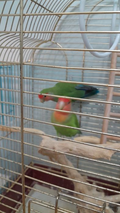 Папугай с клеткой
