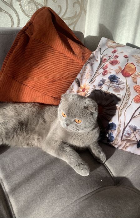 Отдам кошку в хорошие руки