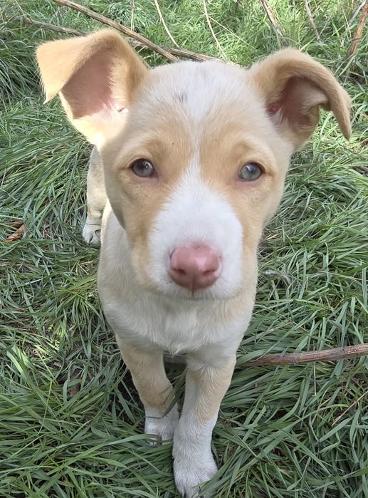 Отдам щенят в добрые руки