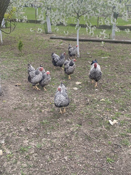 Oua pentru incubat Wiandotte