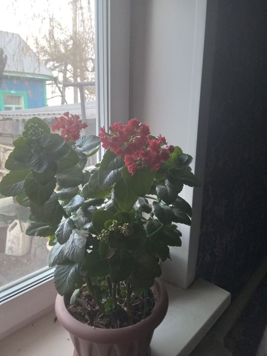Продам комнатные цветы