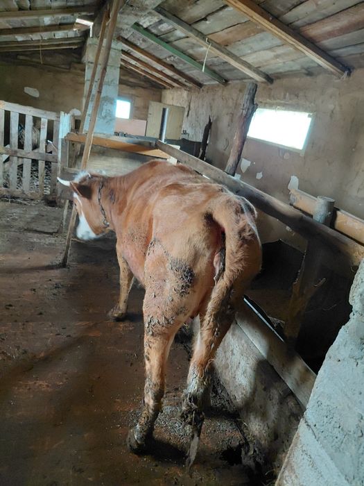 Продам телку 3 летка