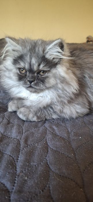 Персийски котета