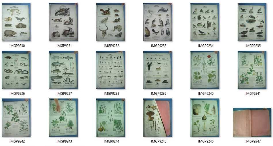 1881 Голям руски Анатомичен атлас