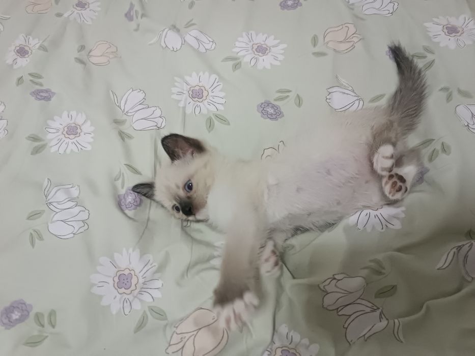 Котёнок продам Тайский+сиамский