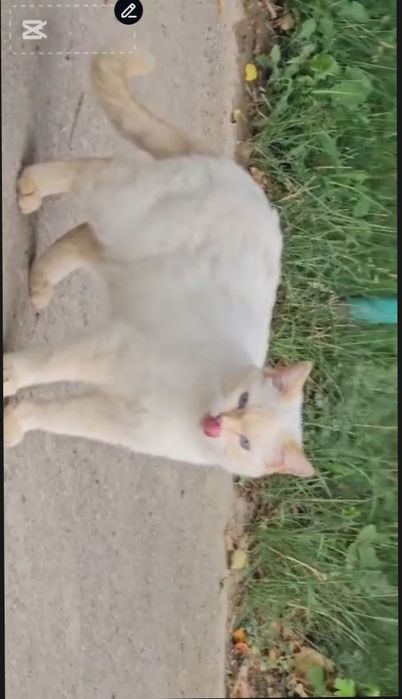 Кот в добрые ответственные руки