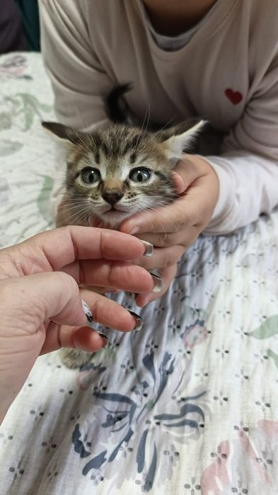 Отдам котят все коты в добрые руки