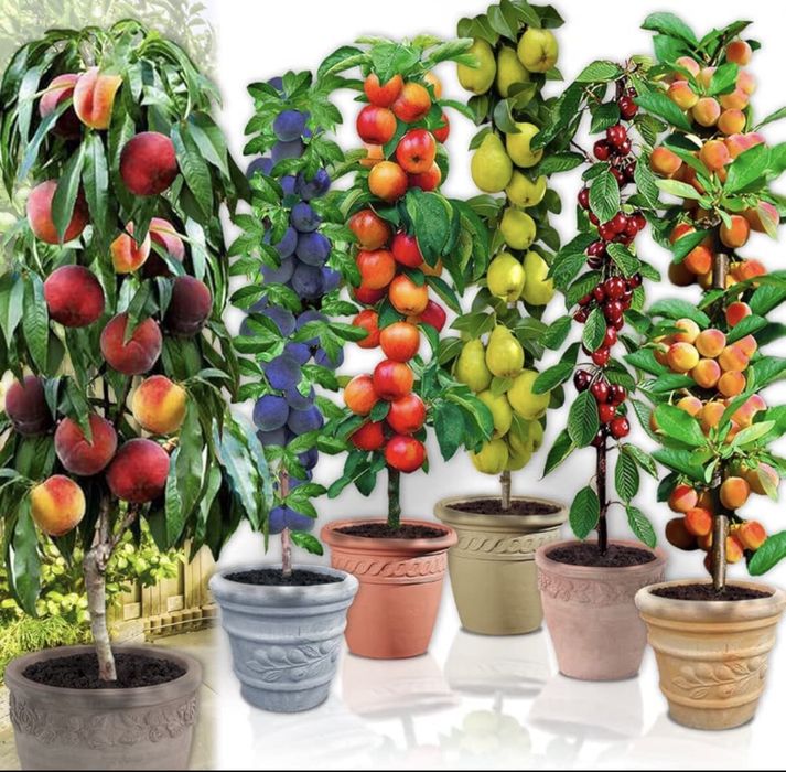 Pomi columnarie varietate larga