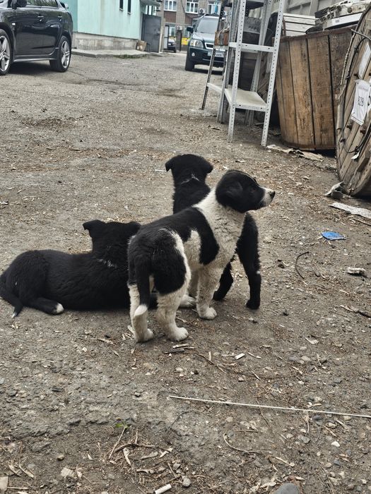 Щенки двор терьер