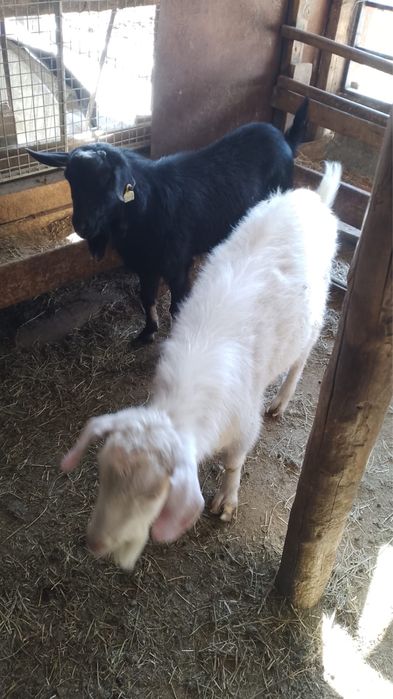 Продам козлов 3 штуки