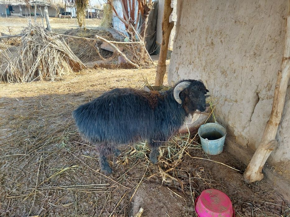 qochqor sotiladi zor