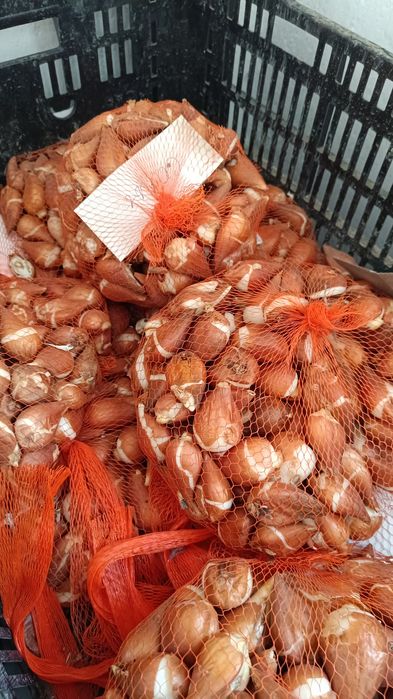 қызғалдақ тұқымы