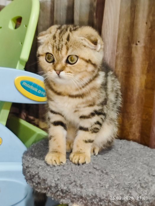 Продается Скоттиш фолд ДЕВОЧКА