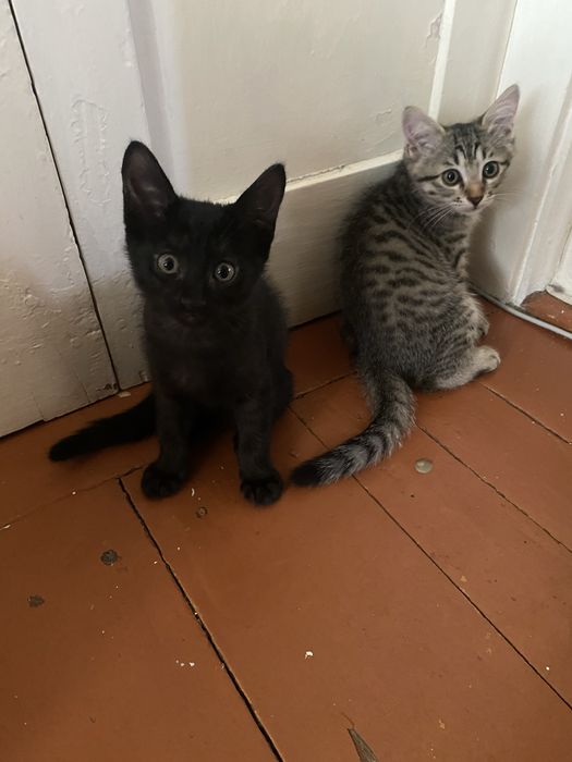 Отдам котят в добрые руки