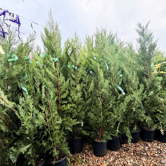 Leyland pentru gard viu si forme