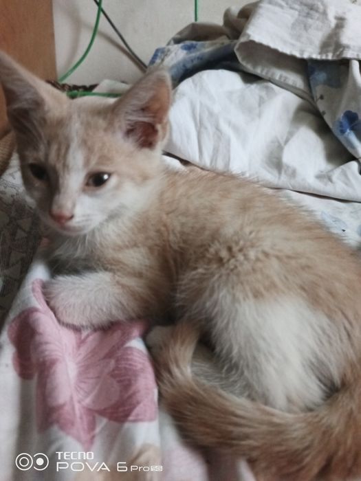 Котята  мама крысоловка