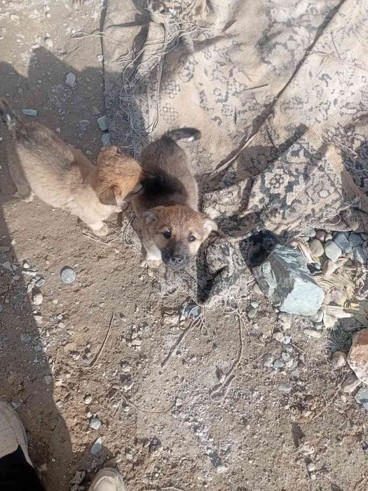 4 та кучукча хадияга