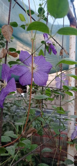 Садовые растения