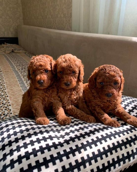 Ваш роскошный выбор Той пудель