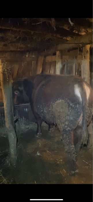 Бұқа откорм (бык)