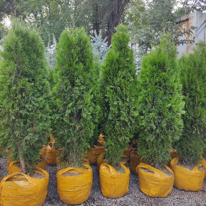 Туя Смарагд 1.8 м.