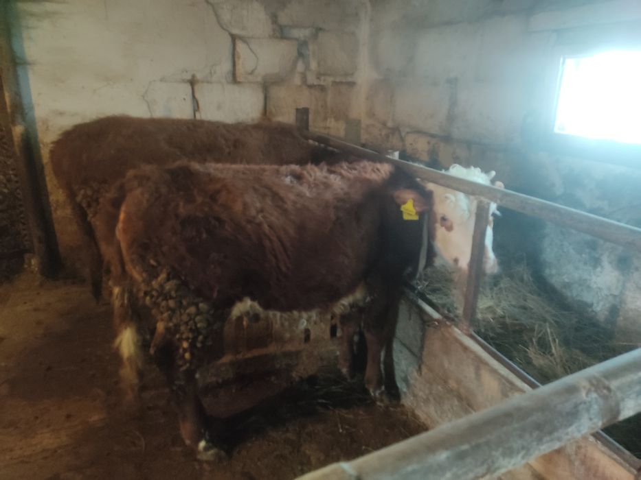 Продам тёлочек 1 год.