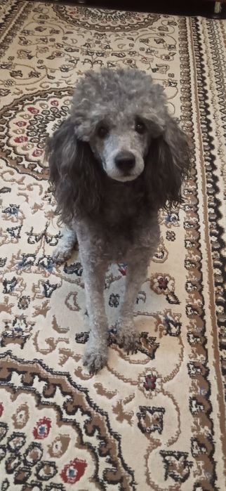 Жених ищет невесту