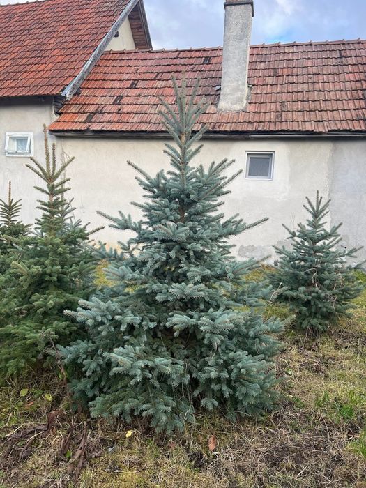 Brazi argintii, Brazi verzi, puieti brad, molid argintiu, brazi balot de pământ